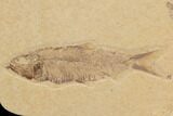 Wide Fossil Fish Mortality Plate - Wyoming #91576-3